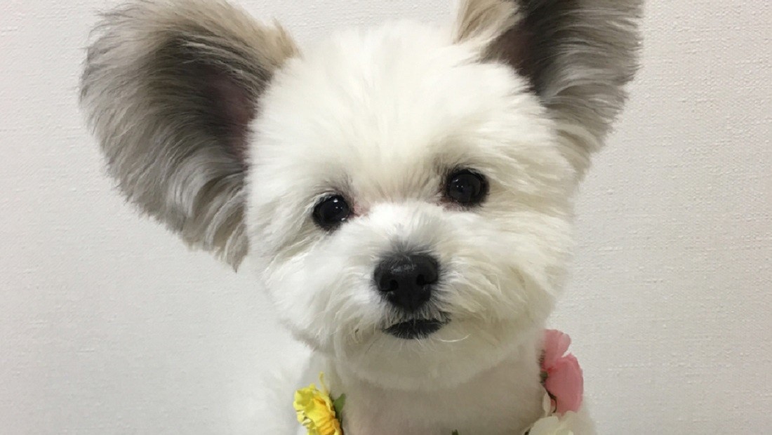 Espèce rare: un petit chien avec des oreilles de Mickey Espèce rare: un petit chien avec des oreilles de Mickey